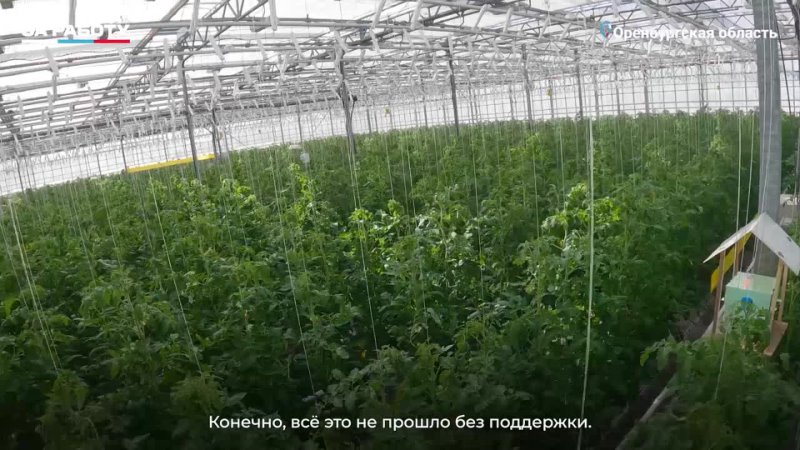 В Оренбуржье активно развиваются тепличные хозяйства